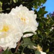 ヒメ日記 2025/07/11 15:00 投稿 ここあ 横浜風俗　寝取られたいオンナ達…生