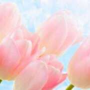 ヒメ日記 2025/07/12 15:00 投稿 ここあ 横浜風俗　寝取られたいオンナ達…生