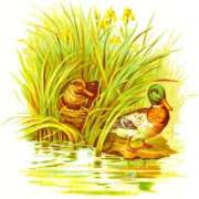 ヒメ日記 2025/07/12 16:00 投稿 ここあ 横浜風俗　寝取られたいオンナ達…生