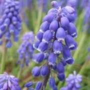 ヒメ日記 2025/07/29 19:31 投稿 ここあ 横浜風俗　寝取られたいオンナ達…生