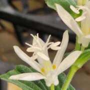 ヒメ日記 2025/07/30 17:00 投稿 ここあ 横浜風俗　寝取られたいオンナ達…生