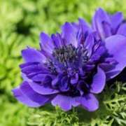 ヒメ日記 2025/08/31 12:03 投稿 ここあ 横浜風俗　寝取られたいオンナ達…生