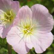 ヒメ日記 2025/09/03 14:00 投稿 ここあ 横浜風俗　寝取られたいオンナ達…生