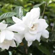 ヒメ日記 2025/09/04 14:00 投稿 ここあ 横浜風俗　寝取られたいオンナ達…生