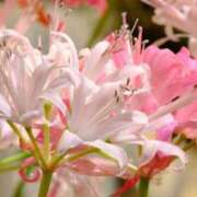 ヒメ日記 2025/09/05 14:00 投稿 ここあ 横浜風俗　寝取られたいオンナ達…生