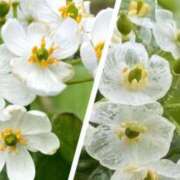 ヒメ日記 2025/09/09 20:02 投稿 ここあ 横浜風俗　寝取られたいオンナ達…生