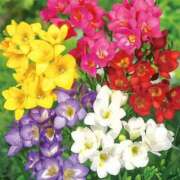 ヒメ日記 2025/09/10 15:00 投稿 ここあ 横浜風俗　寝取られたいオンナ達…生