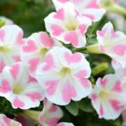 ヒメ日記 2025/09/11 14:00 投稿 ここあ 横浜風俗　寝取られたいオンナ達…生