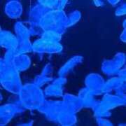 ヒメ日記 2025/09/26 06:00 投稿 ここあ 横浜風俗　寝取られたいオンナ達…生