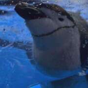 ヒメ日記 2025/09/29 16:01 投稿 ここあ 横浜風俗　寝取られたいオンナ達…生