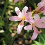 ヒメ日記 2025/10/04 15:00 投稿 ここあ 横浜風俗　寝取られたいオンナ達…生