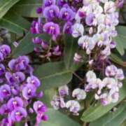 ヒメ日記 2026/01/23 12:00 投稿 ここあ 横浜風俗　寝取られたいオンナ達…生