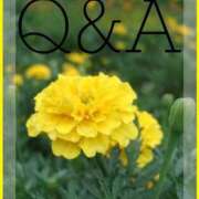 ヒメ日記 2026/02/01 14:00 投稿 ここあ 横浜風俗　寝取られたいオンナ達…生