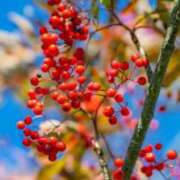 ヒメ日記 2026/02/17 12:01 投稿 ここあ 横浜風俗　寝取られたいオンナ達…生