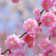 ヒメ日記 2026/03/26 10:15 投稿 ここあ 横浜風俗　寝取られたいオンナ達…生