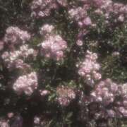 ヒメ日記 2025/08/26 12:59 投稿 れな デリバリーヘルス熊本インターちゃんこ