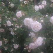 ヒメ日記 2025/08/26 16:59 投稿 れな デリバリーヘルス熊本インターちゃんこ