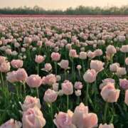 ヒメ日記 2025/08/27 17:09 投稿 れな デリバリーヘルス熊本インターちゃんこ