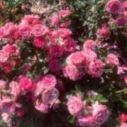 ヒメ日記 2025/09/12 16:59 投稿 れな デリバリーヘルス熊本インターちゃんこ