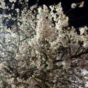 ヒメ日記 2025/04/12 16:01 投稿 あき 横浜回春性感マッサージ倶楽部