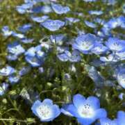 ヒメ日記 2025/05/07 12:12 投稿 にじほ PLEASURE