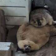 ヒメ日記 2025/05/16 22:44 投稿 かおる Lady Agent