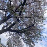 ヒメ日記 2025/04/08 18:07 投稿 はく 丸妻 横浜本店