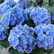 ヒメ日記 2025/06/03 22:30 投稿 神里和希 五十路マダムエクスプレス横浜店（カサブランカグループ）