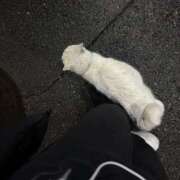 ヒメ日記 2026/04/02 23:55 投稿 おもち ごほうびSPA池袋店