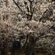 ヒメ日記 2025/04/07 15:19 投稿 たお THE ESUTE HOUSE 柴田