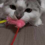 ヒメ日記 2025/08/02 11:16 投稿 たお THE ESUTE HOUSE 柴田