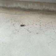 ヒメ日記 2025/08/03 14:16 投稿 たお THE ESUTE HOUSE 柴田