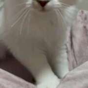 ヒメ日記 2025/09/12 15:06 投稿 たお THE ESUTE HOUSE 柴田