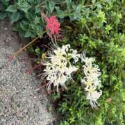 ヒメ日記 2025/10/16 11:36 投稿 たお THE ESUTE HOUSE 柴田