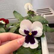 ヒメ日記 2025/11/22 20:16 投稿 たお THE ESUTE HOUSE 柴田