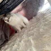 ヒメ日記 2025/12/02 17:16 投稿 たお THE ESUTE HOUSE 柴田