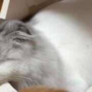 ヒメ日記 2025/12/17 22:36 投稿 たお THE ESUTE HOUSE 柴田