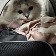 ヒメ日記 2026/03/13 23:46 投稿 たお THE ESUTE HOUSE 柴田