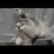 ヒメ日記 2026/03/31 12:18 投稿 たお THE ESUTE HOUSE 柴田