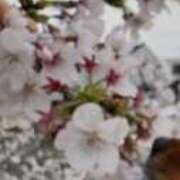 ヒメ日記 2026/04/02 08:26 投稿 たお THE ESUTE HOUSE 柴田