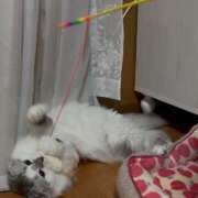 たお マイブーム🐈 THE ESUTE HOUSE 柴田