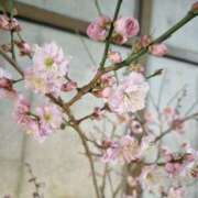 ヒメ日記 2025/02/27 14:03 投稿 るる シェリーエンジェル