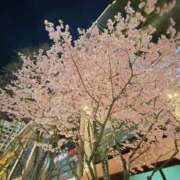 ヒメ日記 2025/03/13 11:58 投稿 るる シェリーエンジェル