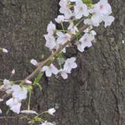 ヒメ日記 2025/04/01 11:56 投稿 るる シェリーエンジェル