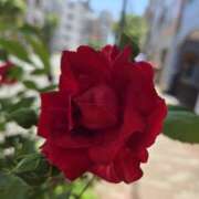 ヒメ日記 2025/04/29 12:09 投稿 るる シェリーエンジェル