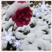 ヒメ日記 2026/02/12 08:20 投稿 るる シェリーエンジェル