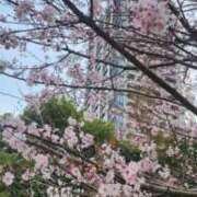 ヒメ日記 2026/03/23 07:58 投稿 るる シェリーエンジェル