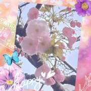 ヒメ日記 2026/04/04 07:57 投稿 るる シェリーエンジェル