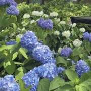 あやの ? 梅田ゴールデン倶楽部