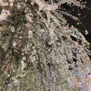 ヒメ日記 2025/04/01 22:38 投稿 あおい マダムの品格